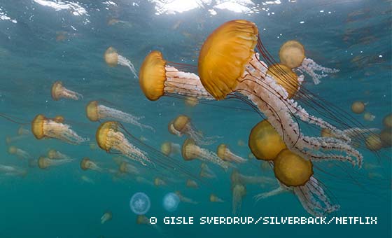 A pod of jellyfish float just below the surface of the ocean. 