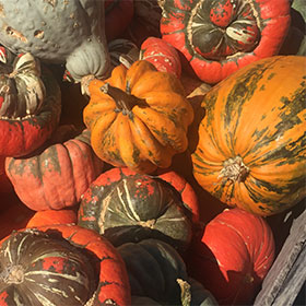 A collection of pumpkins, squash, and gourds of varying colors.